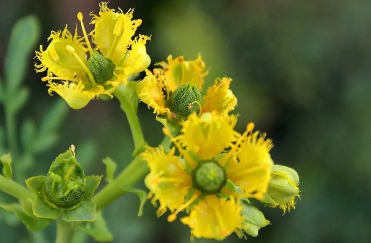 Рута душистая (Ruta graveolens) – одно из древнейших лекарственных растений. Близкий родственник цитрусовых - полукустарник семейства рутовых.  Плоды руты хоть и величиной с ноготь, но похожи на зеленые мандарины с пористой кожицей. В плодах, как в кожуре цитрусовых скапливаются эфирные масла, они-то и делают Руту душистой. Рута в России растет повсюду от Владивостока до Тамани. 