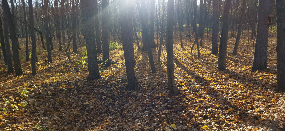 Непейцовский дендропарк в Уфе