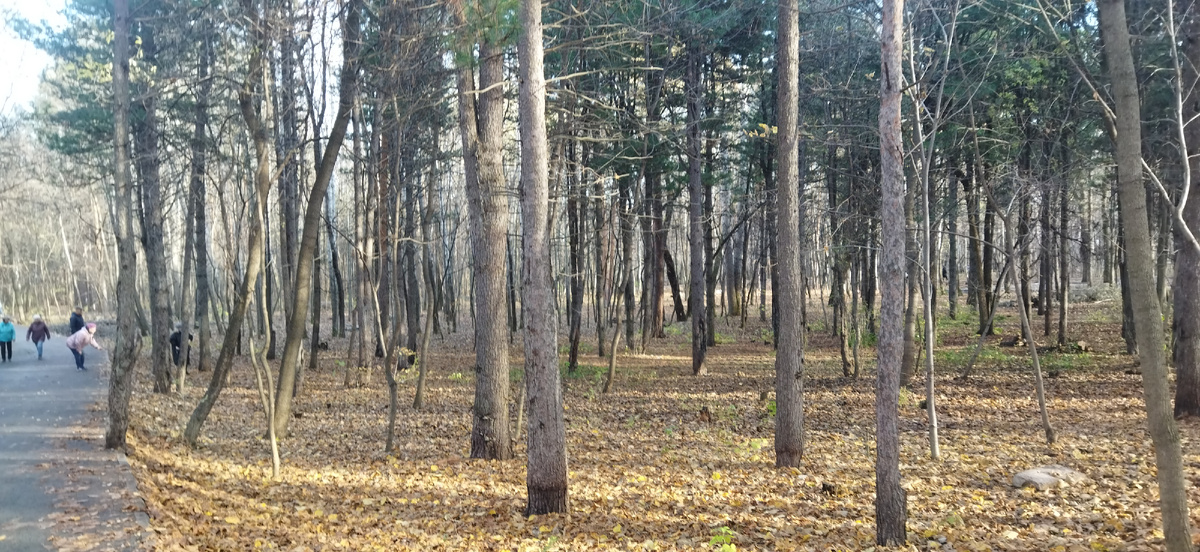 Деревья в дендропарке уникальные