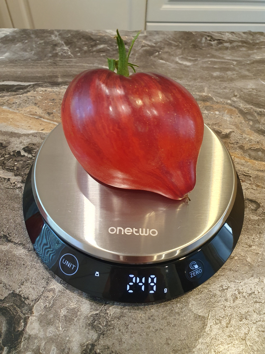 томат Огненная комета Софии