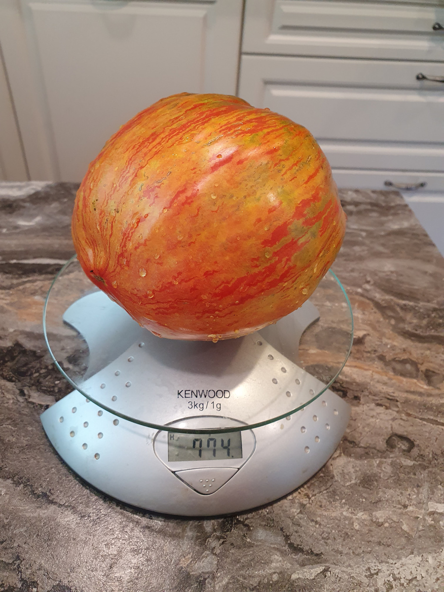 томат Кубинский петух