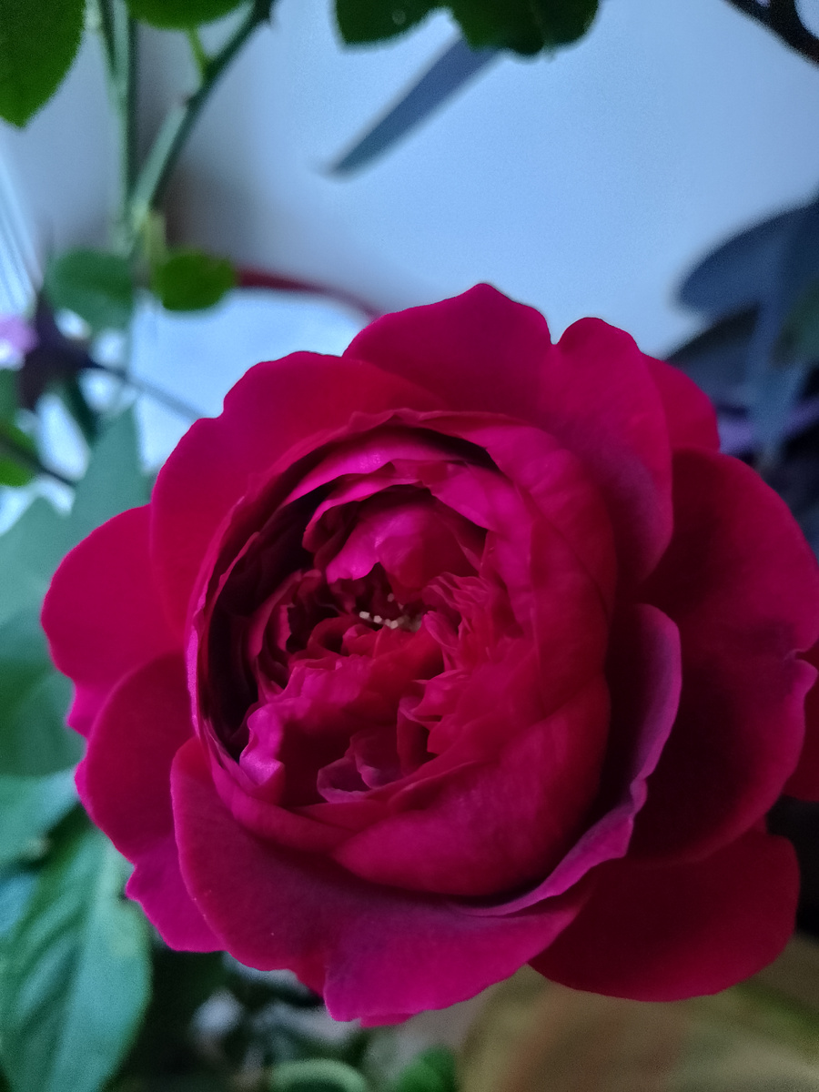 Вот такая красавица она через пару дней