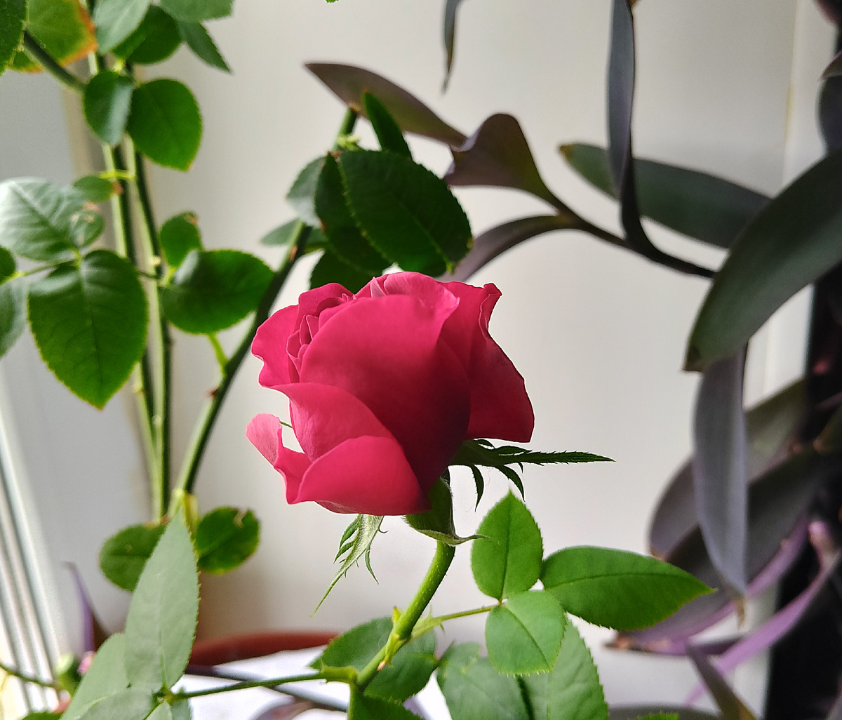 Вот так начинает цвести моя розочка