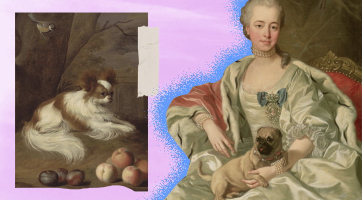 Маленькие собаки ценились аристократией и были символом высокого статуса на протяжении веков.