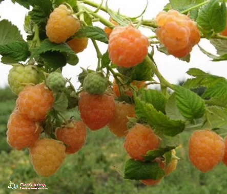 Малина Желтый гигант