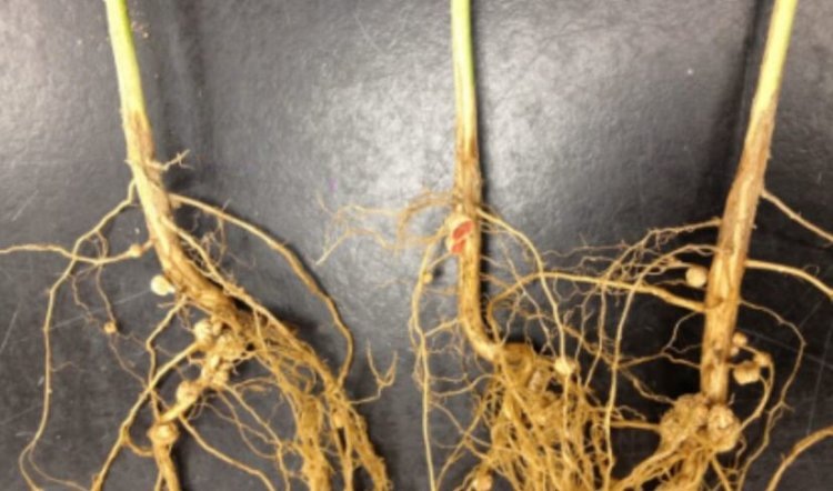    Фото: Auburn University