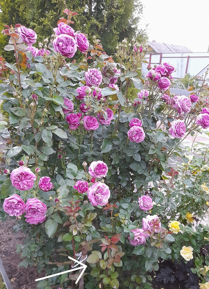 Юбилей Кордеса 