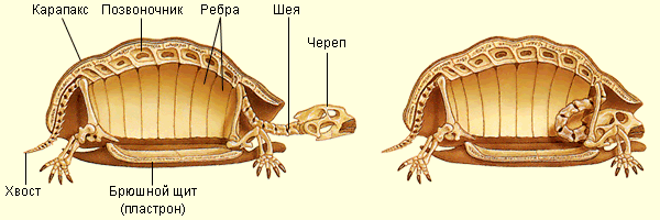 Мой дом — это часть меня, в самом прямом смысле!
