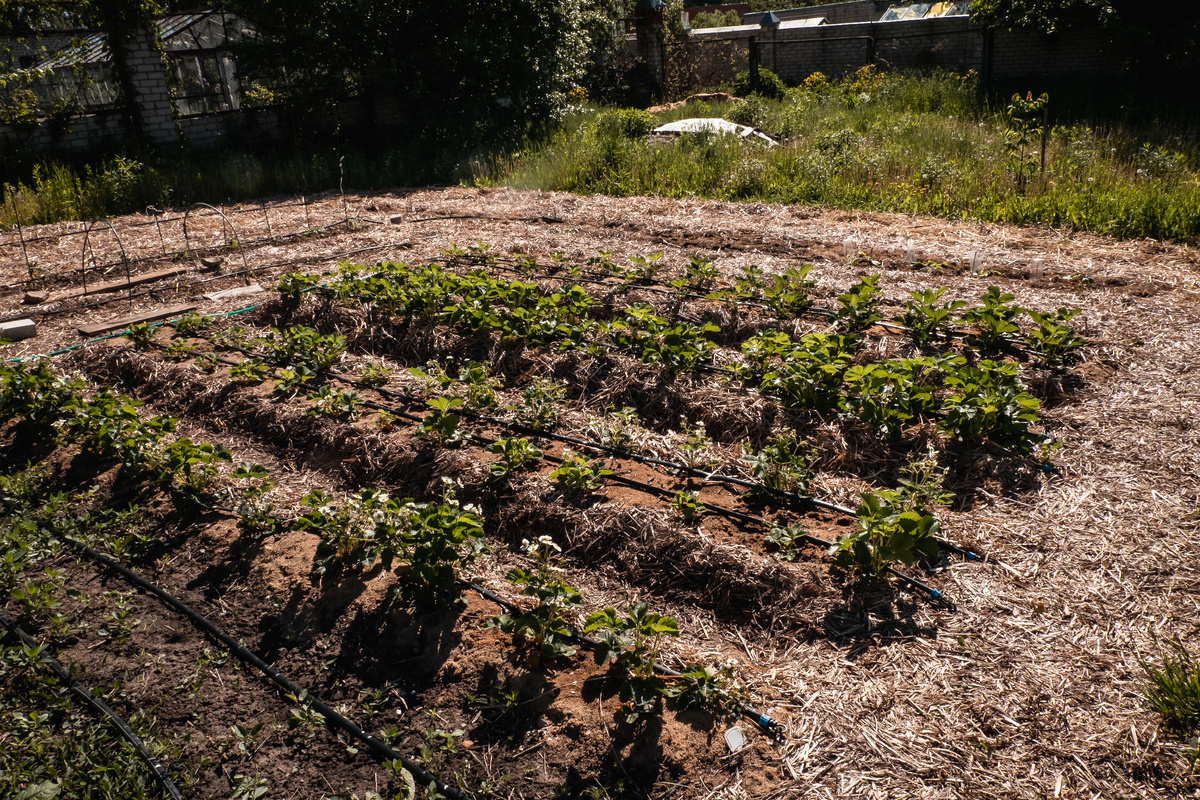 Сначала я просто все замульчировала и обрабатывала лишь места посадки, важно там не топтаться. Ходим только по дорожкам. Поднять грядки оказалось весьма пролуктивно во всех смыслах. Они быстрее прогремаются.