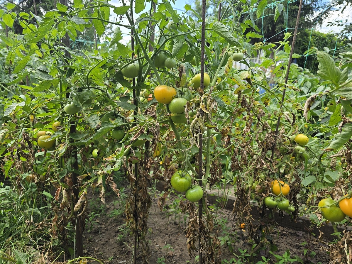    Зелёная аджика из неспелых помидоров: яркий «чили» со свежей кислинкой