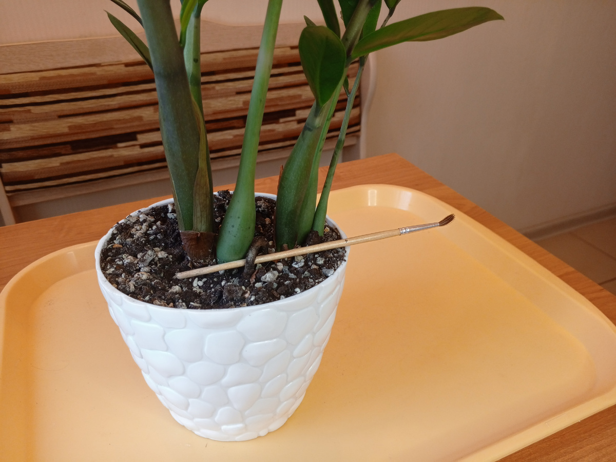 Горшок продолговатый и корень наружу