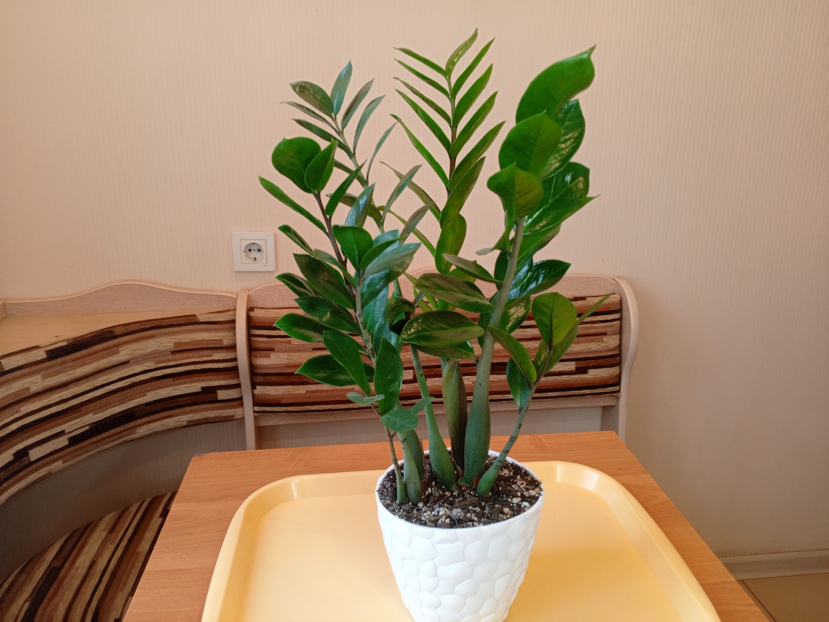 Вот так сейчас выглядит мой замиокулькас