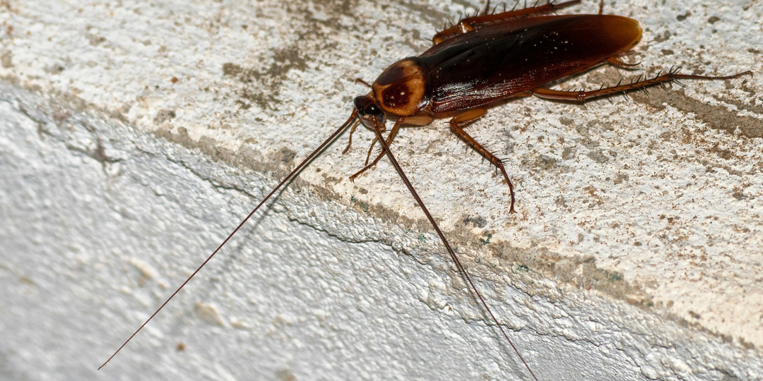 Китайцы раскрыли рецепт, от которого тараканы бегут без оглядки