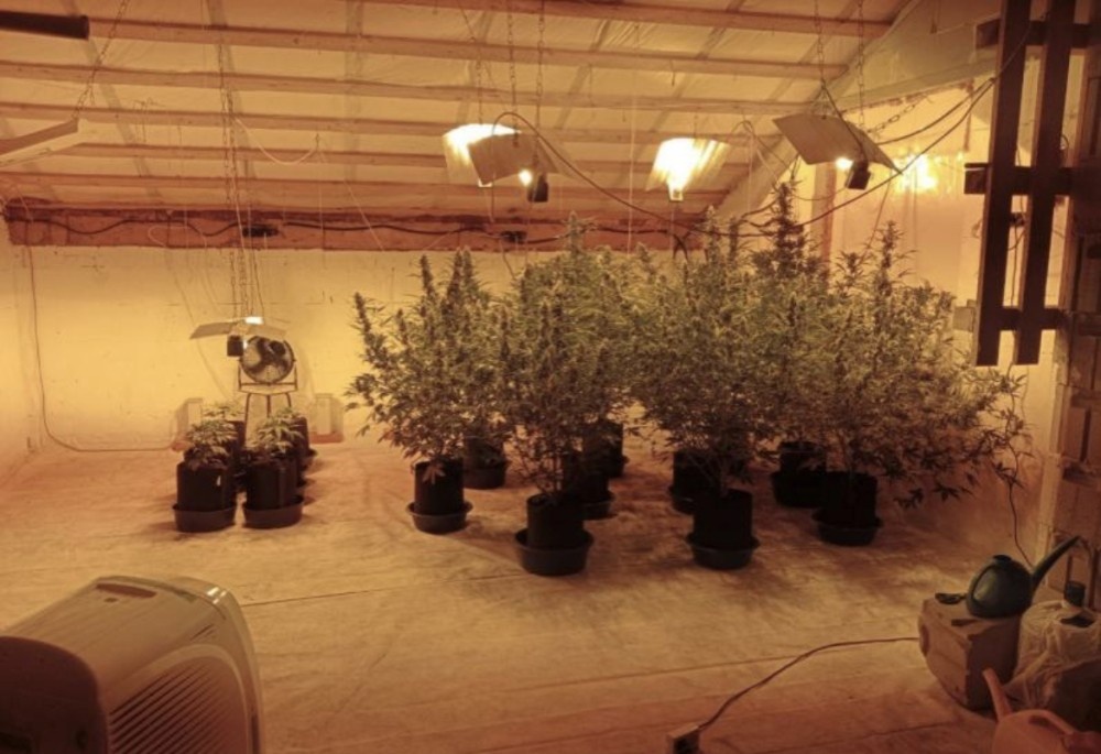    18 кустов конопли и 9 кг марихуаны изъяли у жителя Перми