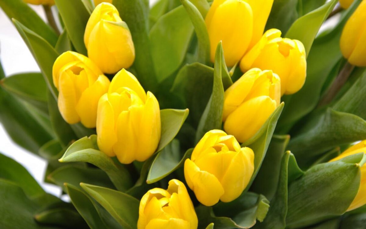    Поставки луковиц тюльпанов из Германии в Удмуртию выросли почти в 2 раза