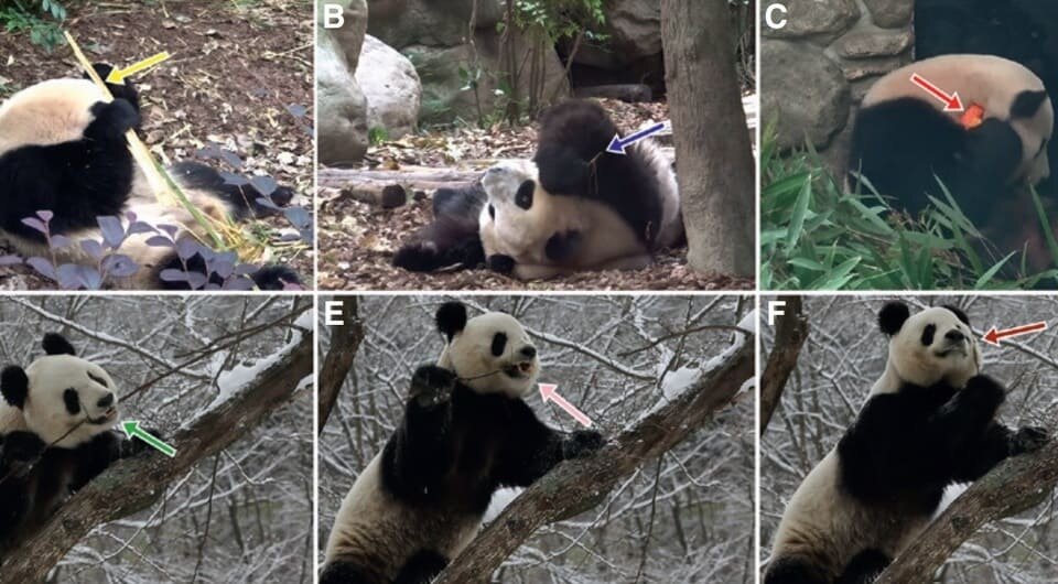   Bin Yang et al. / Current Biology, 2025