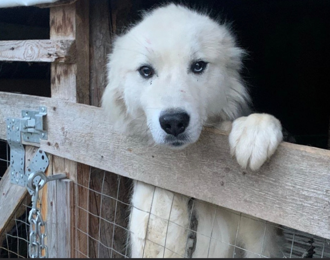 Парню приходиться томиться в тесном вольере 