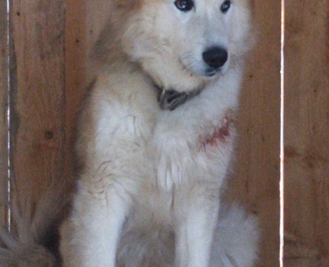 Был вызван ветеринар, чтобы усыпить пса. У врача не поднялась рука. Космос в приюте