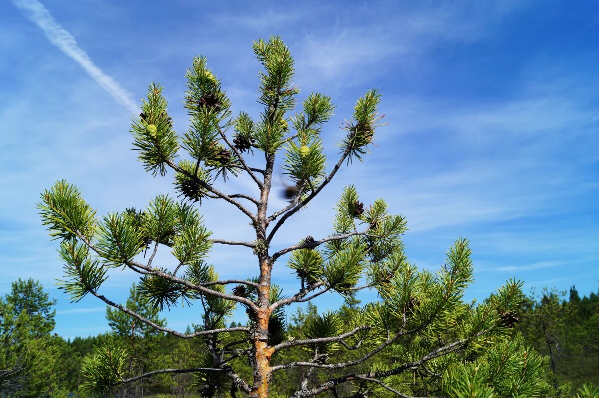    В Тюменской области проверили здоровье более 2 тыс. гектаров леса