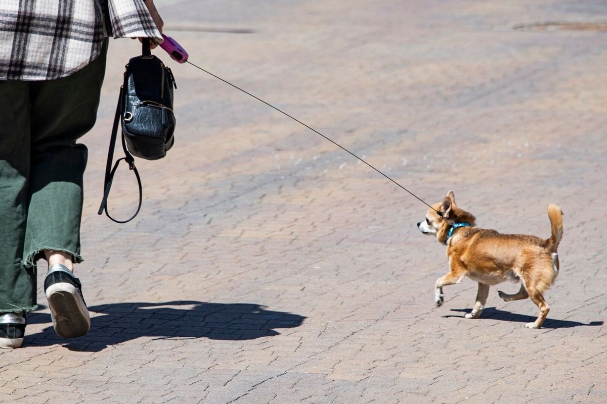   Фото: Дмитрий Макеев, источник: ria.ru