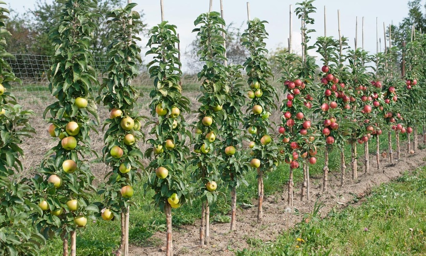 Колонновидные яблони: стоит ли за них платить и какие сюрпризы они готовят садоводу