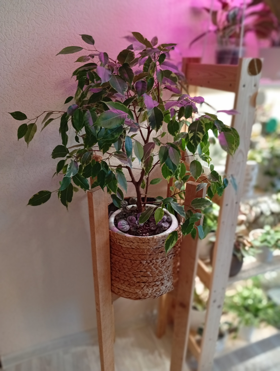 Мне бы хотелось видеть его более пышным. Я знаю свою проблему, ему бы чуточку больше света....Но пока так.