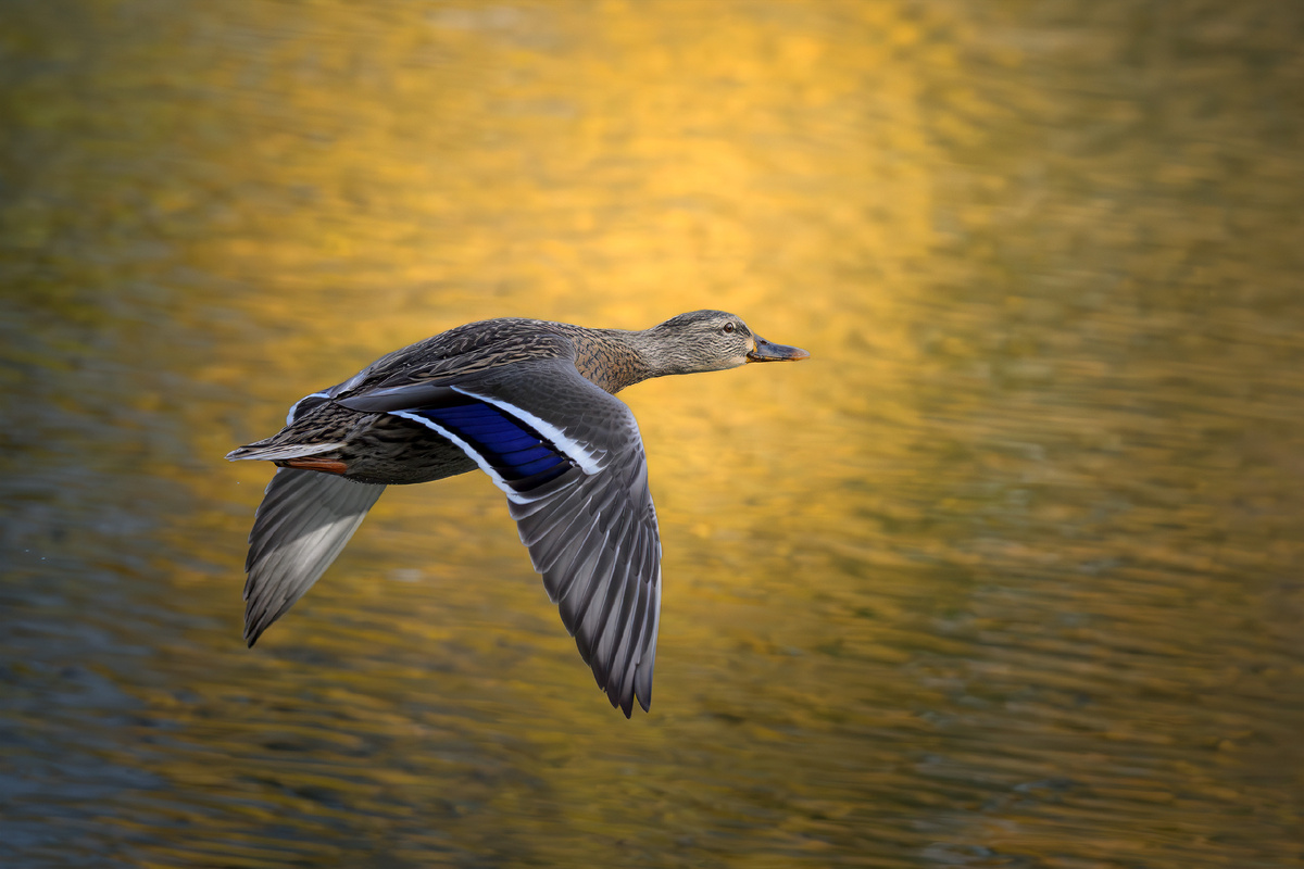 Пролетая над золотом пруда