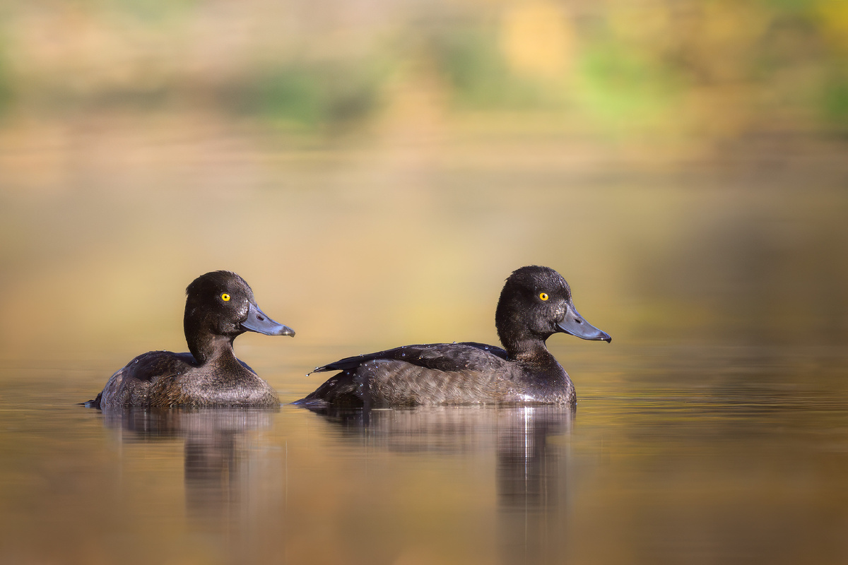 Выплывают расписные