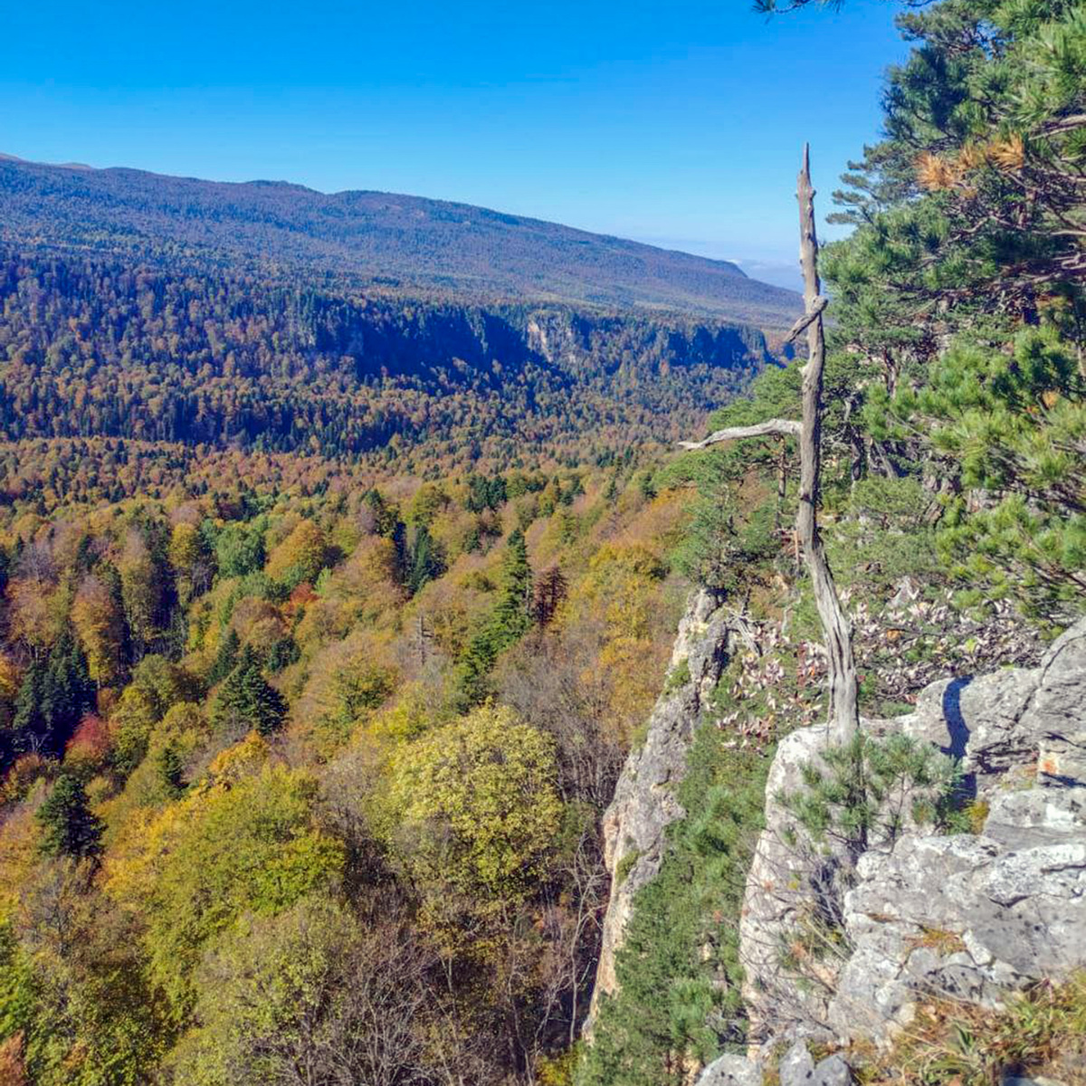 Скальный пояс над ущельем реки Сухой Курджипс. 