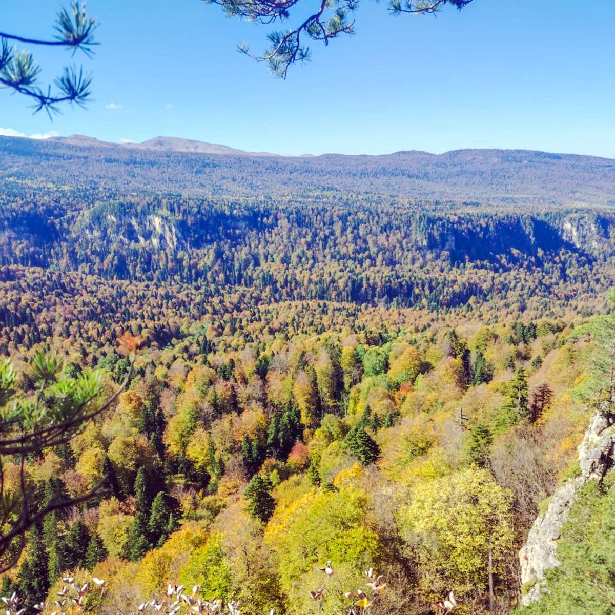 Вид на ущелье реки Сухой Курджипс. Здесь и далее фото автора, октябрь 2025 года. 