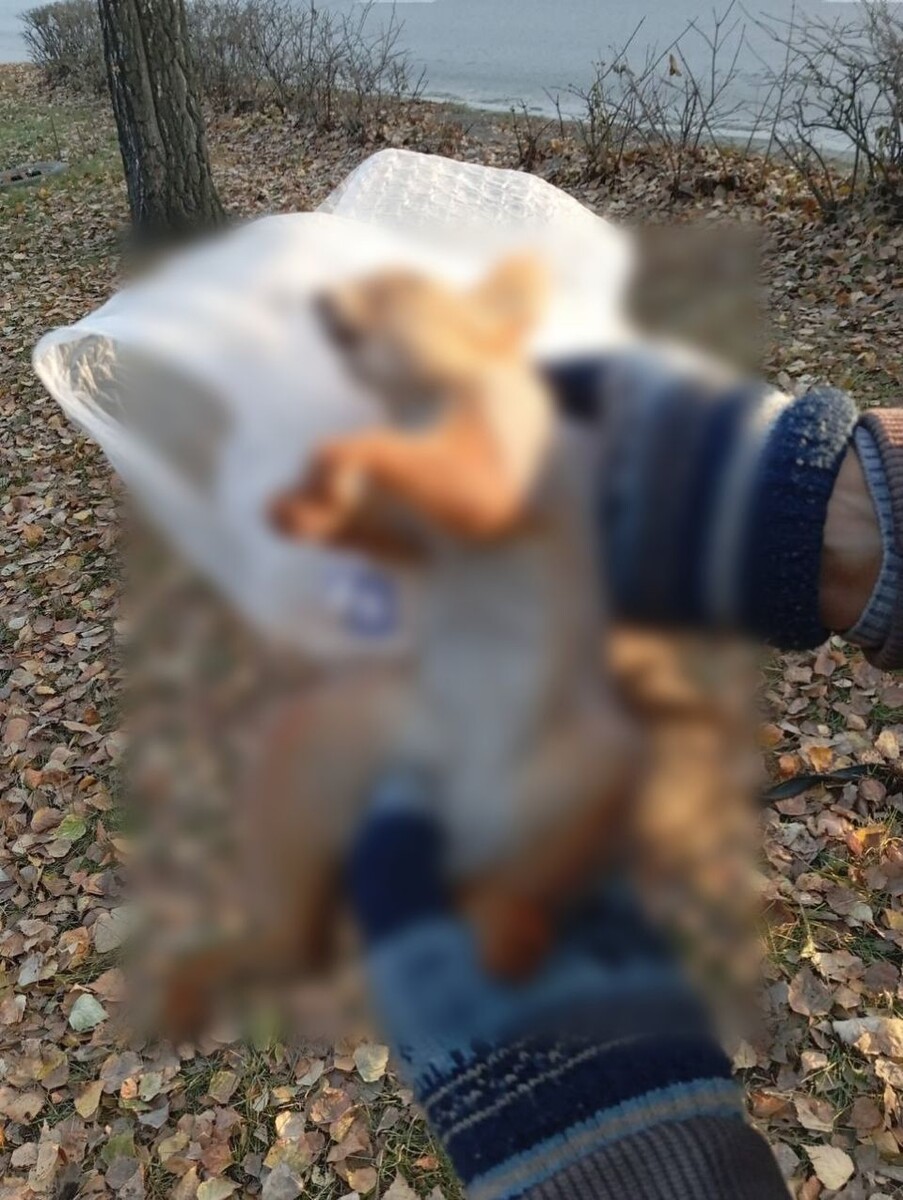    Погибшая белка. Источник: "Подслушано Барнаул"