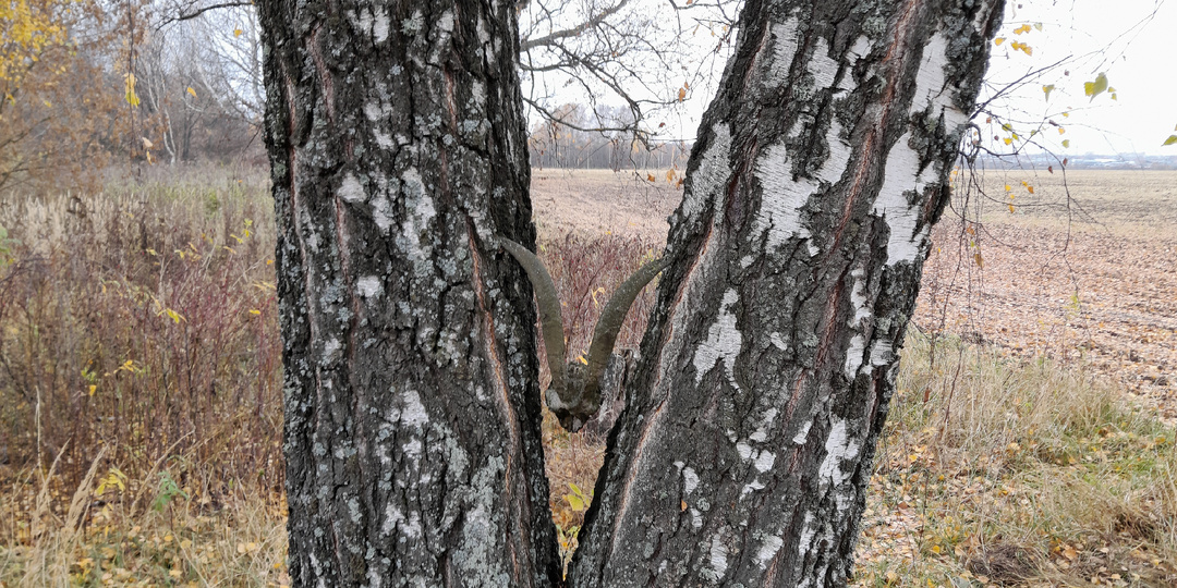 Разведка-коп в поисках купеческого дома.