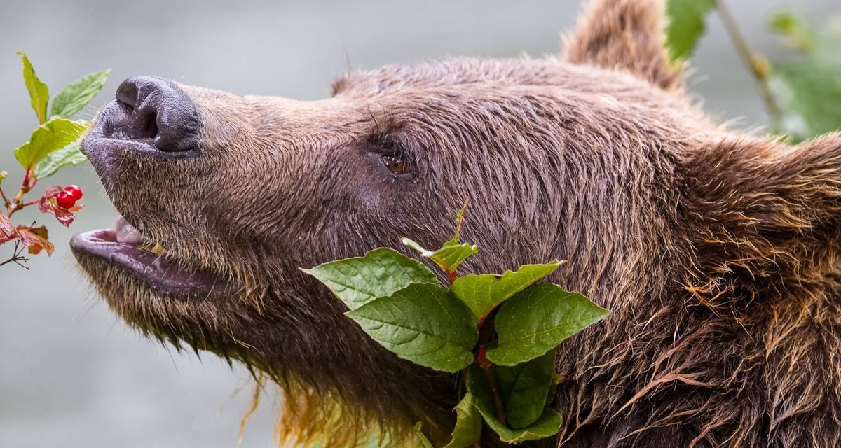 Бурый медведь — настоящий сладкоежка и знаток лесных даров.