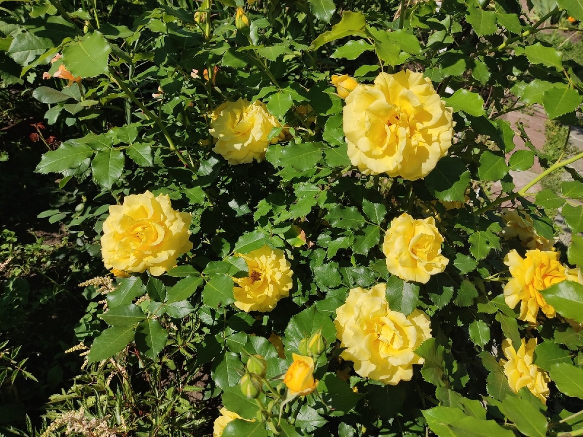 Плетистая роза Rimosa Climbing