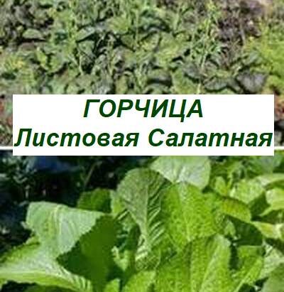 горчица листовая, салатная
