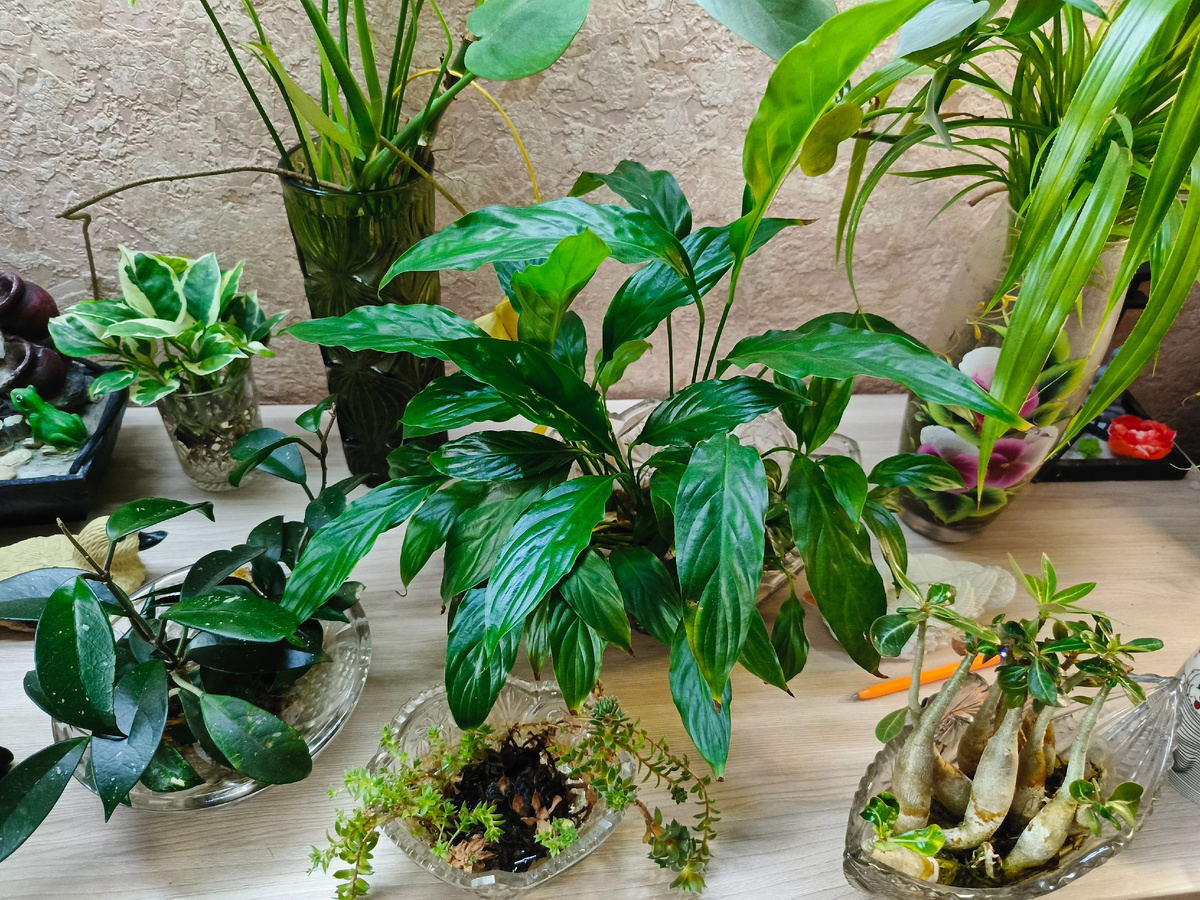 Мои растения растут в воде без грунта