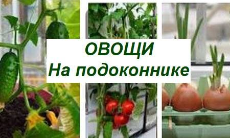 овощи на подоконнике