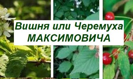 вишня черемуха мисимовича