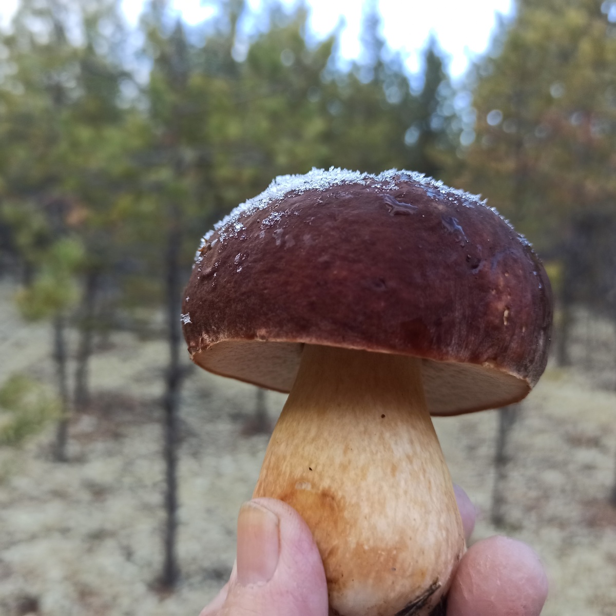    Грибы продолжают расти в Югре несмотря на заморозки