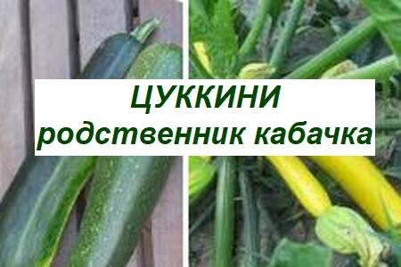 цуккини