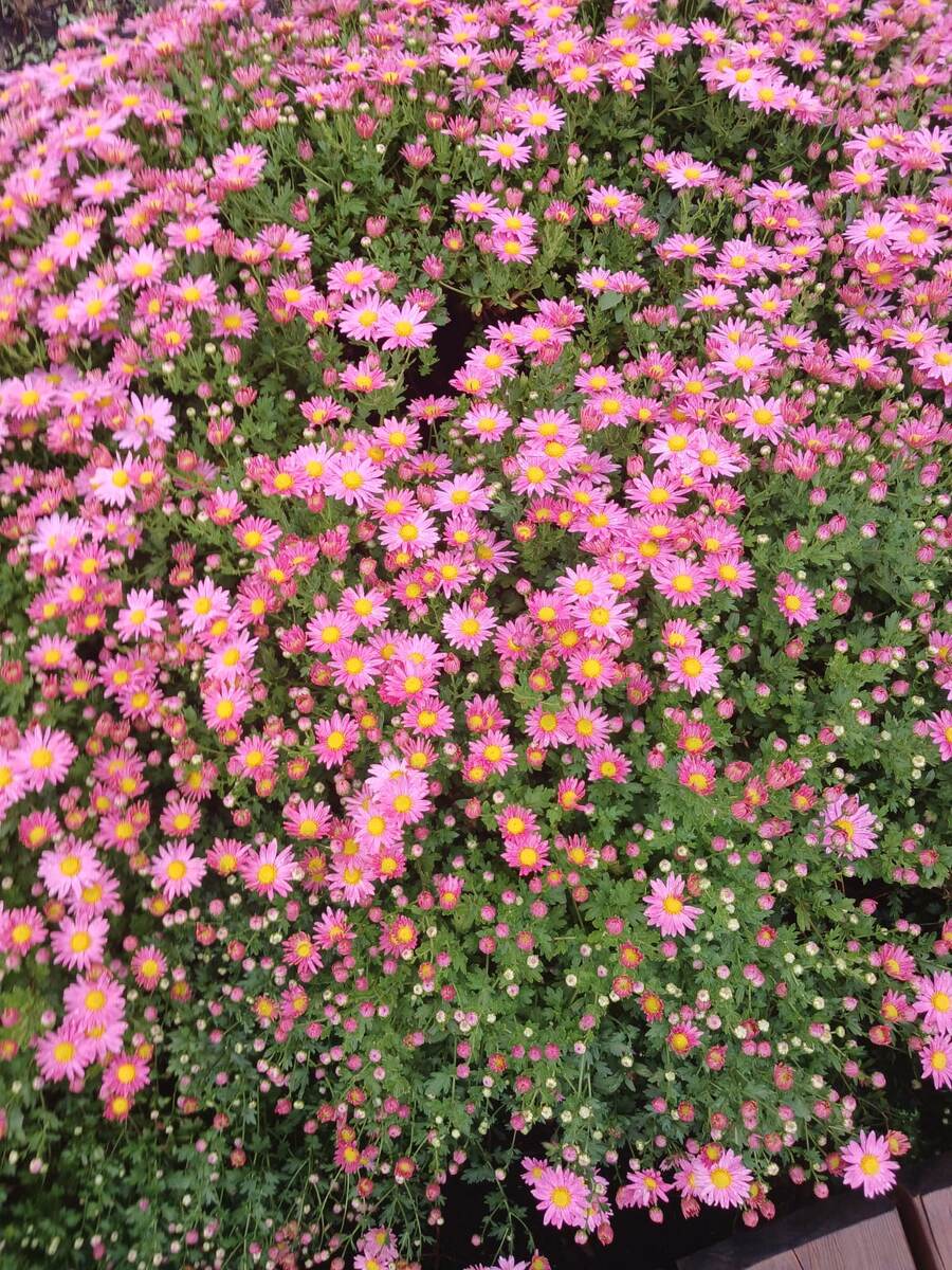 Осень на юге.