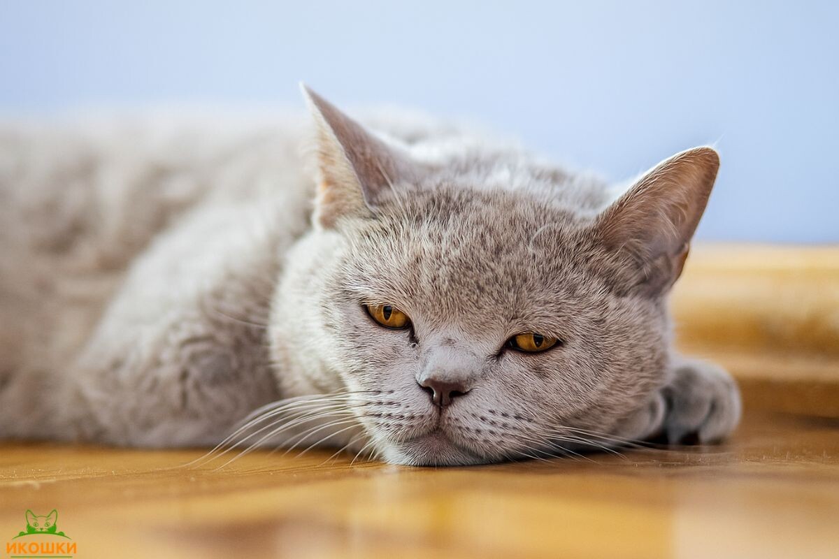 Повышен креатинин у кота