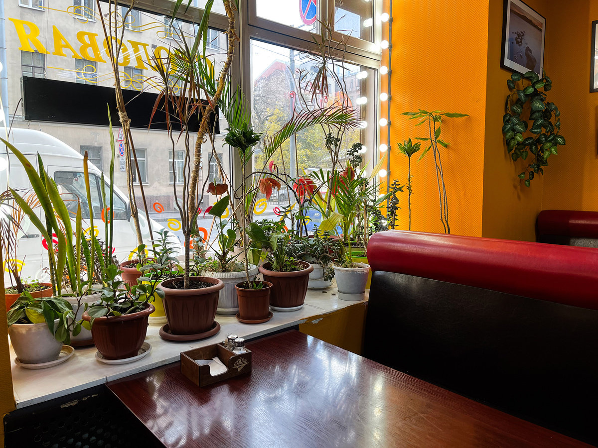 Подоконник с живыми растениями →