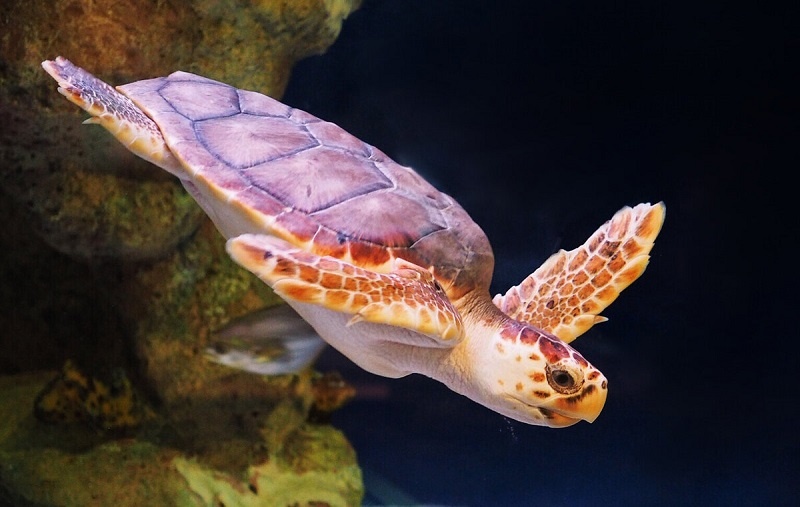 Взгляд, хранящий тайны океана за миллионы лет.