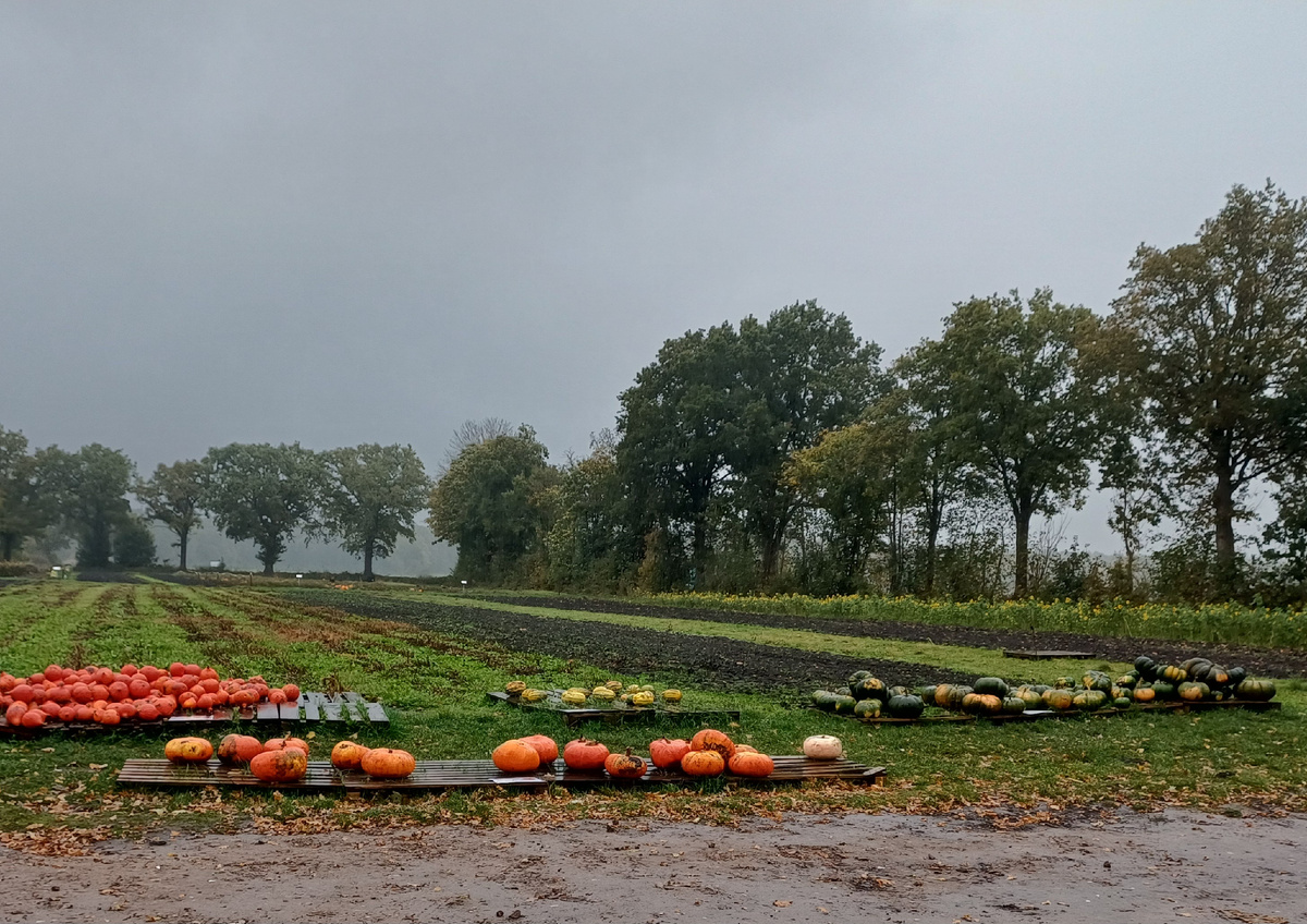 Фото автора. Здесь мы купили тыкву.
