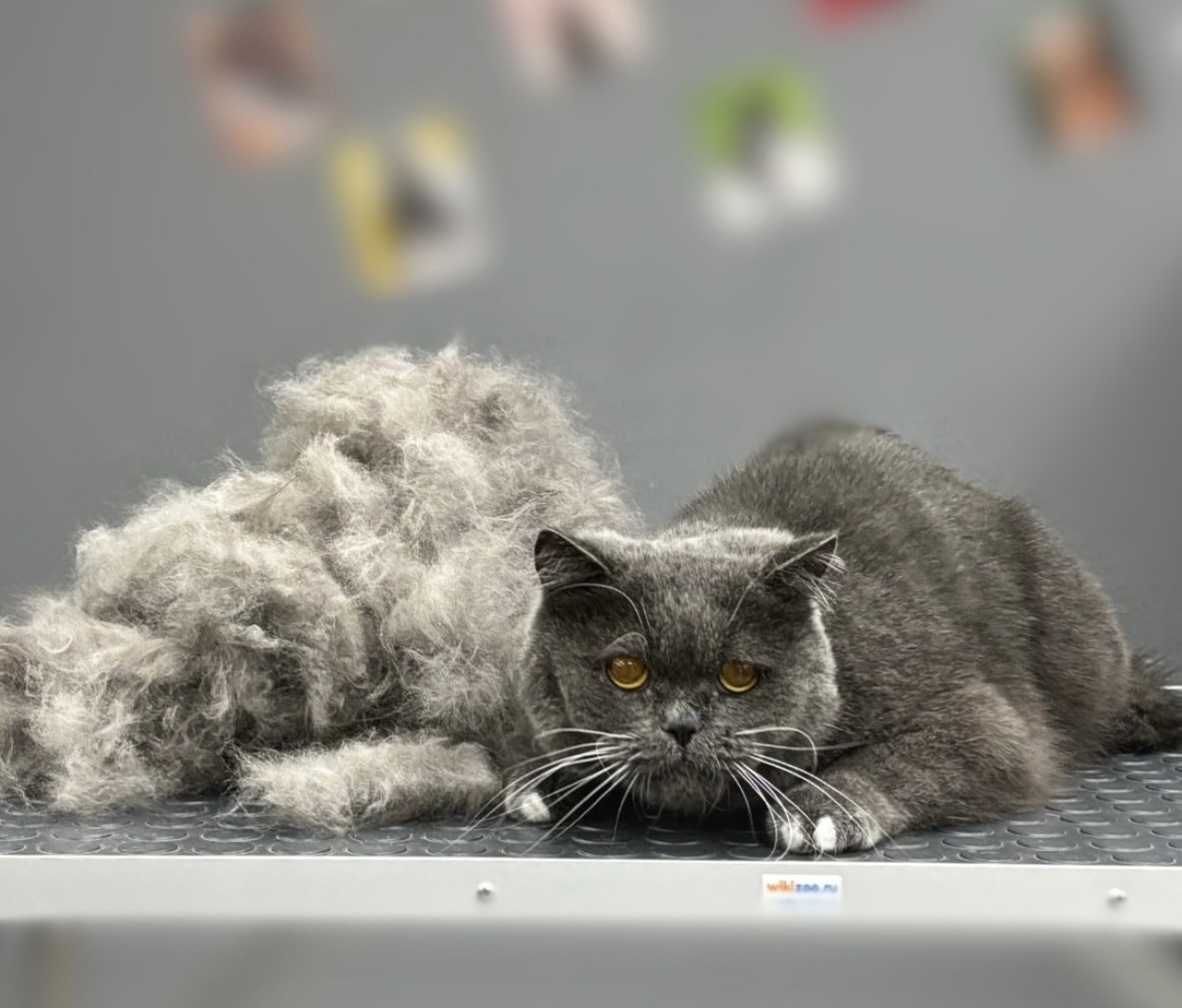 Процедура - экспресс-линька