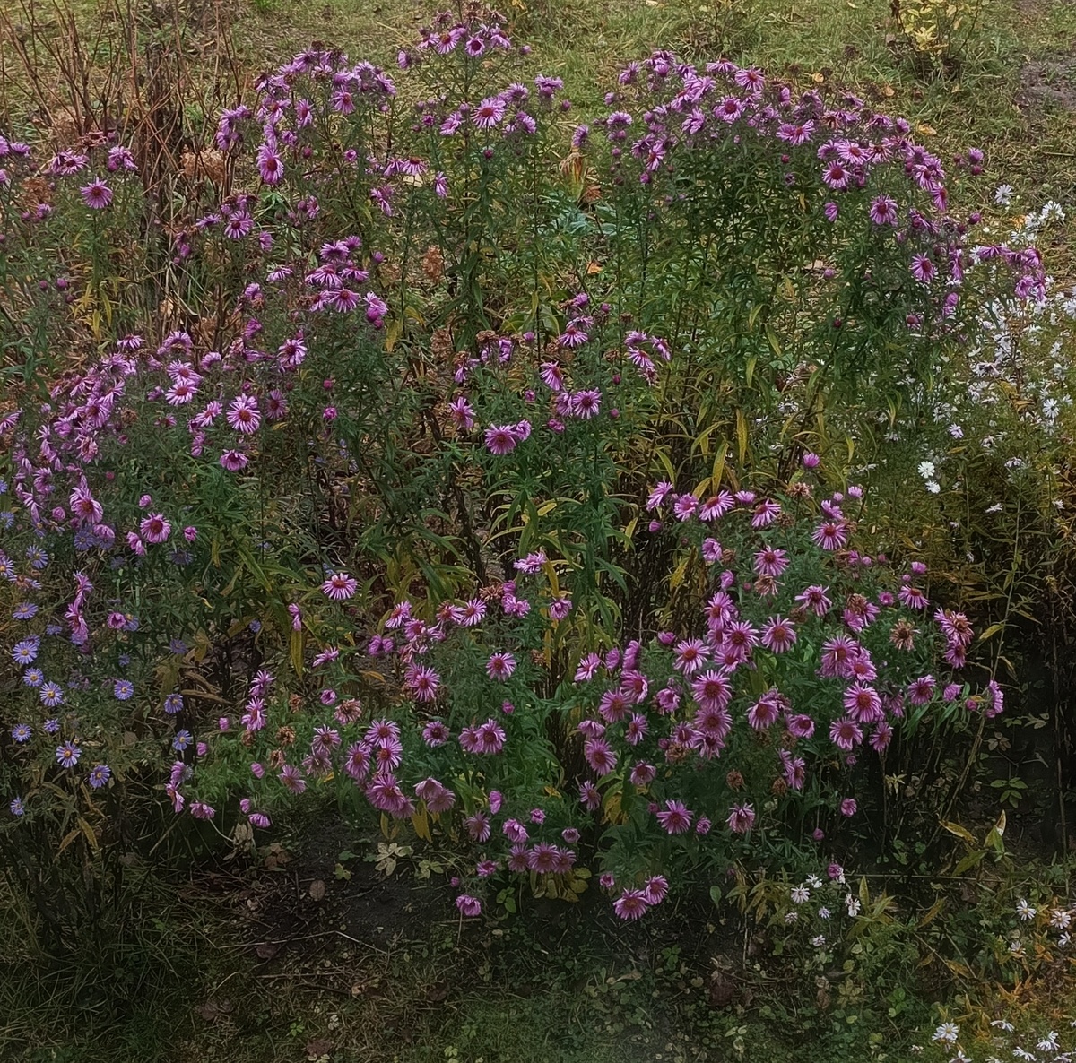 Мои Октябринки из окна.