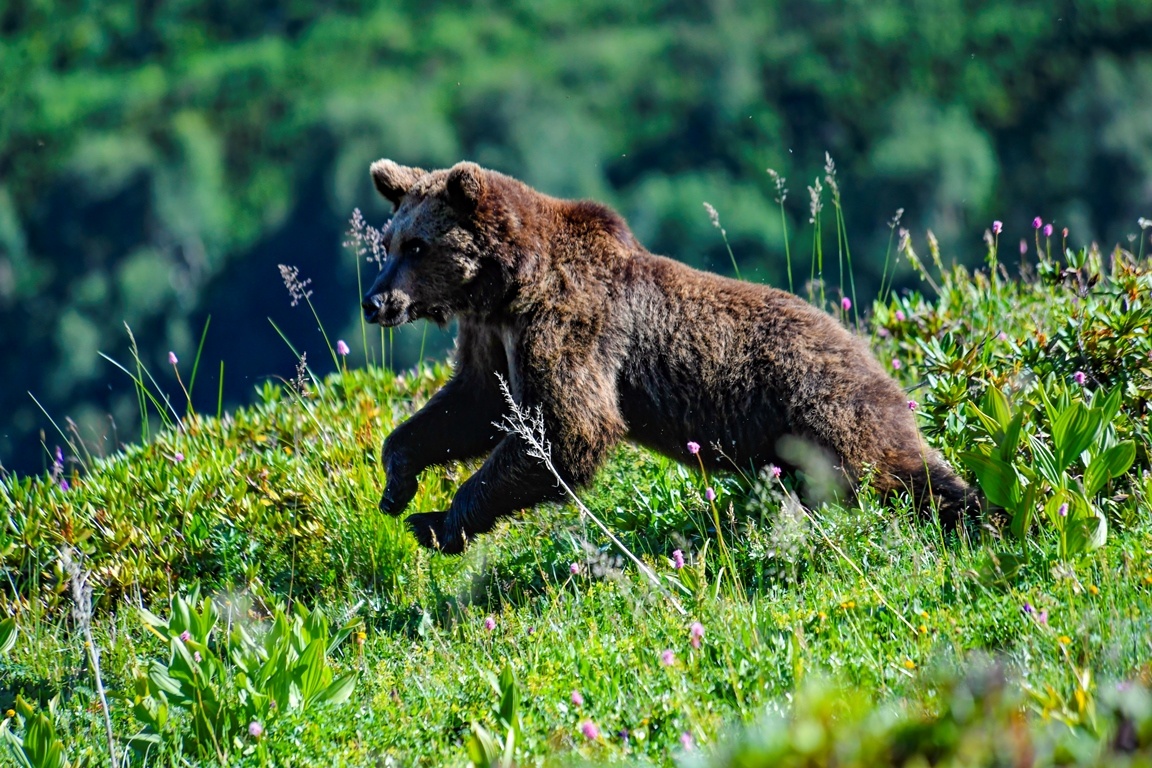 Фото: Кавказский государственный природный биосферный заповедник