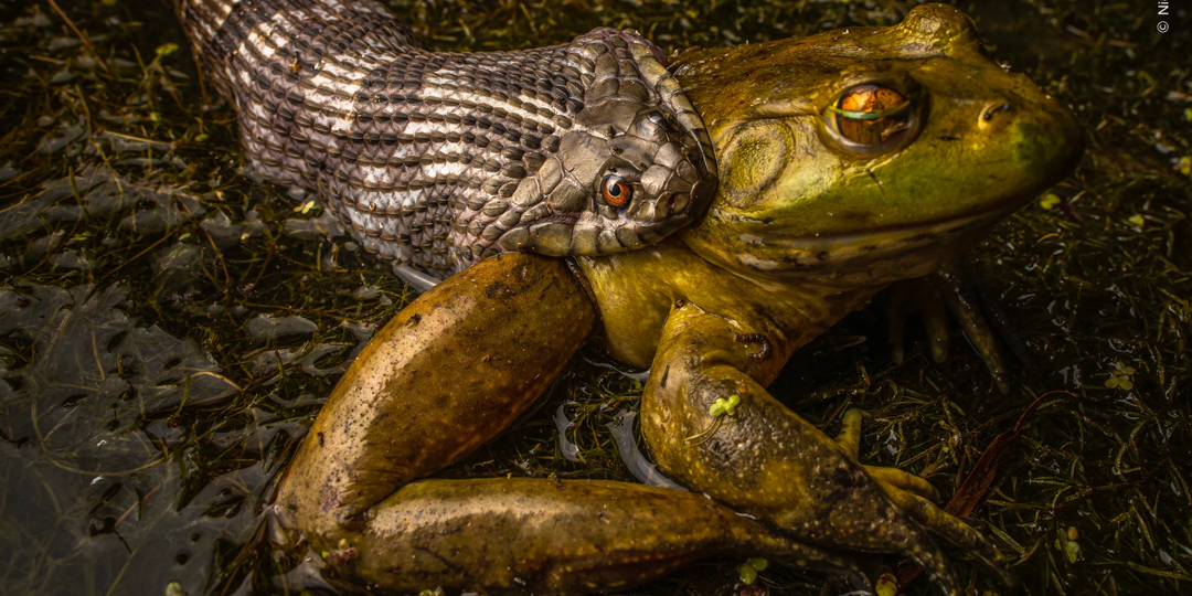 Лучшие работы из мира «дикой» фотографии - победители Wildlife Photographer of the Year 2025
