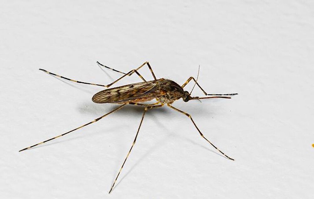 Самка комара Culiseta annulata в Исландии / © Björn Hjaltason. Источник: Vísir / visir.is